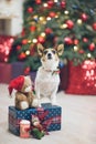 Funny pet dog jack russell terrier standing with paws on blue christmas gift box with teddy bear near Xmas tree with red and blue Royalty Free Stock Photo