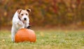 Funny pet dog puppy jumping on a pumpkin in autumn, halloween, thanksgiving or fall banner Royalty Free Stock Photo