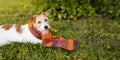 Funny pet dog puppy listening in the grass and wearing an orange scarf, autumn banner Royalty Free Stock Photo
