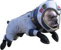 Funny Astronaut Dog, Space, Isolated, Spacesuit