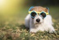 Funny pet dog wearing sunglasses, hot summer fun Royalty Free Stock Photo