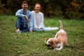 Funny pet playing with stick in the park