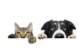 Funny pets banner. Cat and border collie dog hanging its paws over a white blank. Isolated on white backgorund Royalty Free Stock Photo