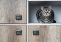 Funny pets. Cat sitting in the closet. Closeup portrait.