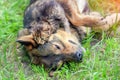 Dog and cat best friends playing together outdoors Royalty Free Stock Photo