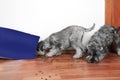 Funny photo of bad naughty schnauzer puppies. Dogs opened a bag of dry dog food steal and eating granules.