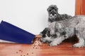 Funny photo of bad naughty schnauzer puppies. Dogs opened a bag of dry dog food steal and eating granules.