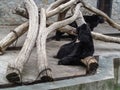 Asian black bear sleeps sitting on a log in the Kharkov Zoo Kharkiv, Ukraine