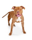 Happy Friendly Brown Big Dog Royalty Free Stock Photo