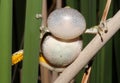 Funny treefrog calling with inflated vocal sac