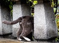 Funny photo of cat wich plays hide and sick, hid between the pillars and thinks that nobody can see it. We can see only bac