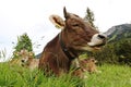 Funny photo of a cow with horns and bell with open mouth in the mountains