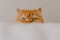 Funny photo of a cute golden persian cat looking directly at the camera. Animal love and animal friendly concept