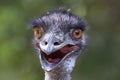 Funny photo of emu close up Royalty Free Stock Photo