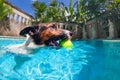 Funny photo of jack russell terrier in swimming pool