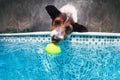 Funny photo of jack russell terrier in swimming pool