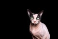 Funny naked cat costume photo manipulation