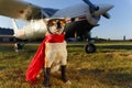 Funny photo of the Shiba Inu dog