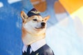 Funny photo of the Shiba inu dog