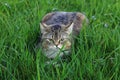 Funny photo of a small fat cat hiding in the grass Royalty Free Stock Photo