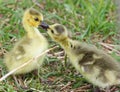 Funny photo of two cute young chicks of the Canada geese in love Royalty Free Stock Photo