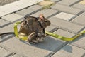 Two rodents Chilean degu squirrel and hamster sitting on sidewalk and looking forward