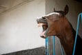 Funny photo of a yawning horse. The theme of farm animals