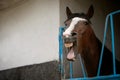 Funny photo of a yawning horse. The theme of farm animals