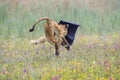 Funny photo. Young lioness running away with sleeping mat stolen to photographer.