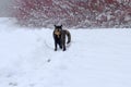 Funny photo of a young tortoiseshell cat in winter in the snow