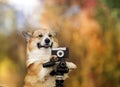 Funny photographer corgi dog in a bright sunny garden with an old camera Royalty Free Stock Photo