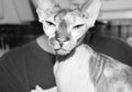 Funny picture-funny bald cat breed Sphinx sits on the hands of his mistress, creating the appearance of a cat`s head