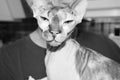 Funny picture-funny bald cat breed Sphinx sits on the hands of his mistress, creating the appearance of a cat`s head instead of a