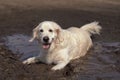 Funny picture - a beautiful thoroughbred dog with joy lying in a muddy puddle Royalty Free Stock Photo