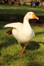 Ballerina Goose Royalty Free Stock Photo