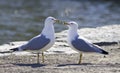 Funny picture with the gulls in love