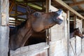 Funny Picture Of A Horse Laughing And Showing Its Teeth