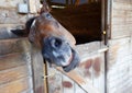Funny picture of a horse laughing and showing its teeth Royalty Free Stock Photo