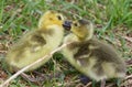 Funny picture with kissing young chicks of the Canada geese Royalty Free Stock Photo