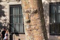 BARCELONA, SPAIN - MAY 16, 2017: Funny picture on the platan bark of the tree in the center of Barcelona