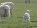 Funny picture of a small lamb urinating in a field