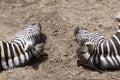 Burchell zebra lie on the ground, two heads, sleaping