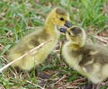 Funny picture with two young chicks of the Canada geese in love Royalty Free Stock Photo