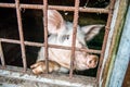 Funny pig in a cage behind bars at a meat farm. Pigs in a cage with their noses pointing towards the camera Royalty Free Stock Photo