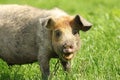 Funny pig portrait Royalty Free Stock Photo