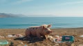 funny Pig resting on the beach, sea view, ocean. Vacation