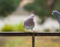 Funny Pigeon birds on balcony railing outdoors