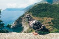 Funny pigeon close up in Italy