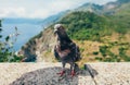 Funny pigeon close up in Italy