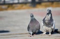 Funny pigeon pair